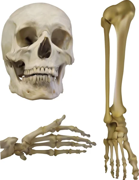在白色背景上查出的人骨集插图 — 图库矢量图片