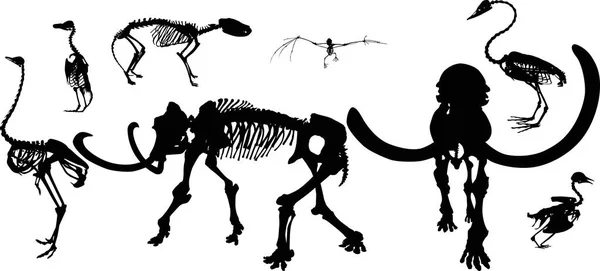 Иллюстрация Набором Скелетов Животных Птиц Изолированных Белом Фоне — стоковый вектор