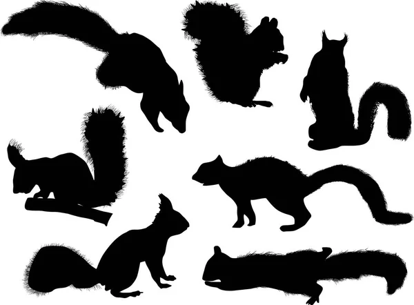 Illustration Mit Sieben Eichhörnchen Isoliert Auf Weißem Hintergrund — Stockvektor