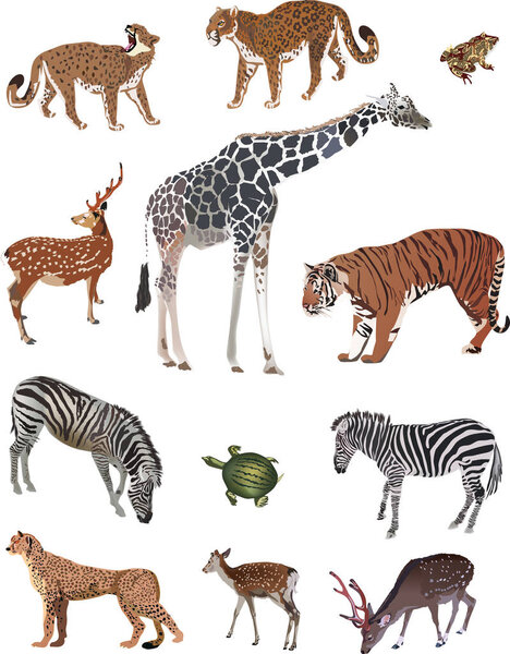 illustration with set of color animals isolated on white background