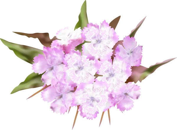 在白色背景上孤立的粉红色花朵的图解 — 图库矢量图片