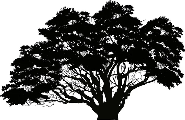 Ilustración Wth Árbol Grande Aislado Sobre Fondo Blanco — Archivo Imágenes Vectoriales