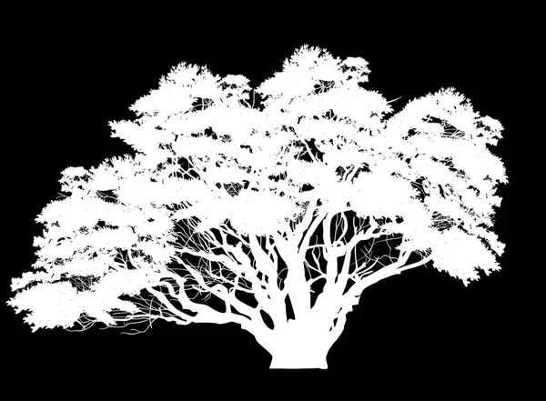 Illustration Med Stora Träd Isolerad Svart Bakgrund — Stock vektor