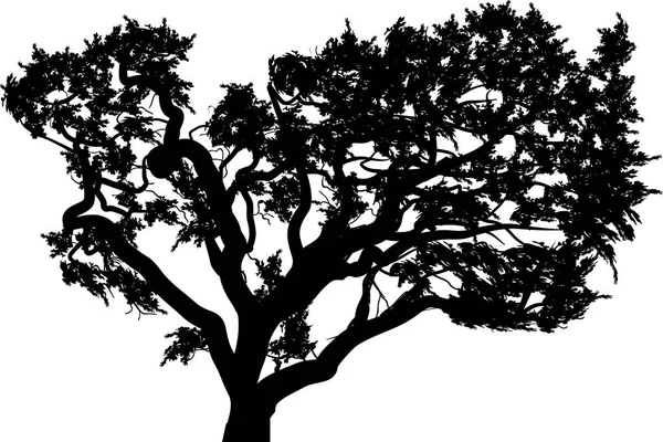 Ілюстрація Велике Дерево Ізольоване Білому Тлі — стоковий вектор