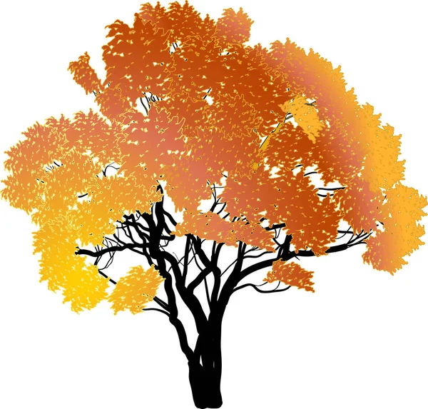 Ilustracja Drzewa Pomarańczowego Izolowana Białym Tle — Wektor stockowy