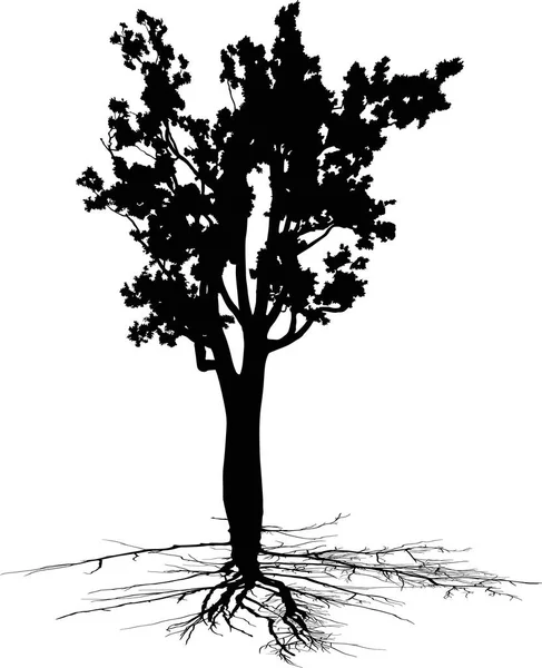 Ilustración Con Silueta Árbol Aislada Sobre Fondo Blanco — Archivo Imágenes Vectoriales