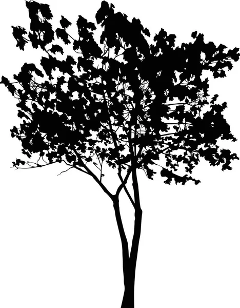 Illustration Black Maple Isolated White Background — Stock Vector
