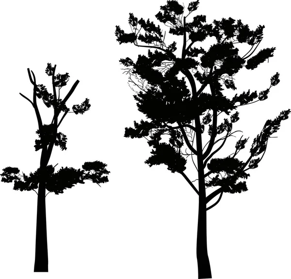在白色背景下被隔离的树的插图 — 图库矢量图片