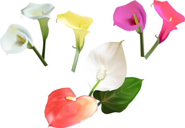 Illustration Mit Blumen Sammlung Isoliert Auf Weißem Hintergrund — Stockvektor