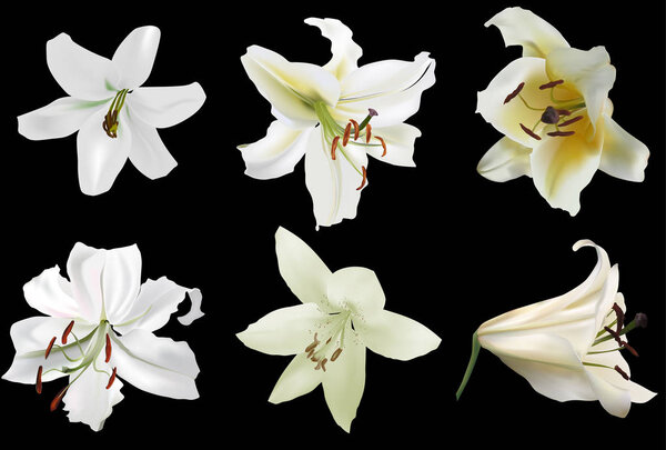 illustration with white lily flowers isolated on black background
