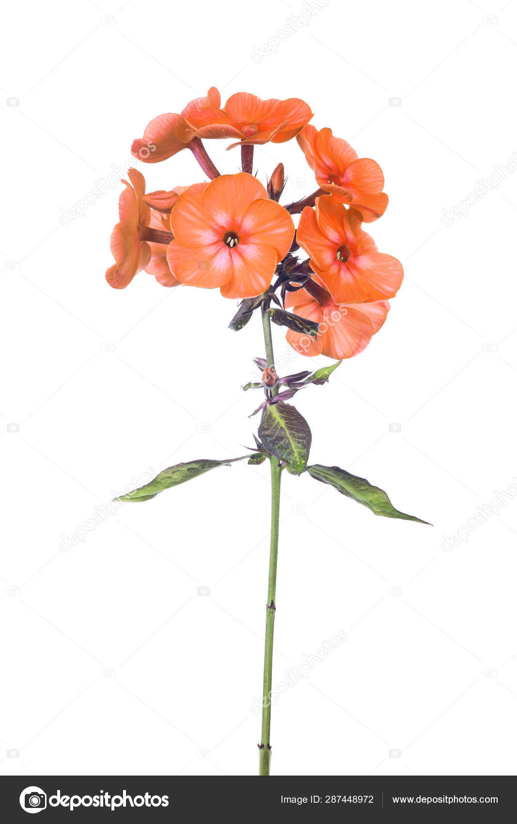 Orange color phlox flowers isolated on white Stock Photo by ??Dr.PAS