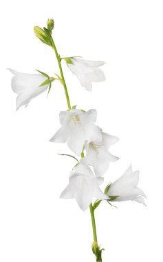 altı çiçekli beyaz büyük izole çan çiçeği