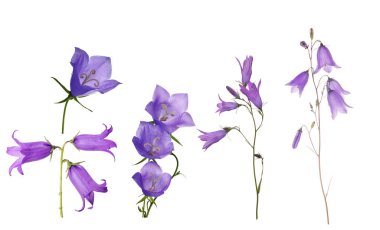 beyazı izole edilmiş beş çan çiçeği.