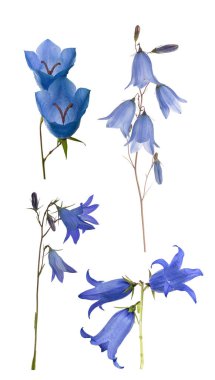 dört mavi çan çiçeği beyaz üzerine kurulmuş