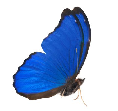 mavi izole morpho yan görünümü