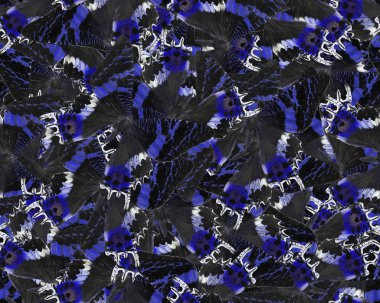 Mavi ve siyah kelebeklerin kusursuz arka planı