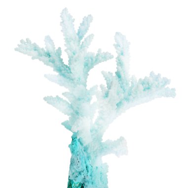 hafif cyan küçük izole mercan dalı