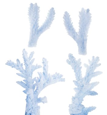 Dört açık mavi izole mercan küçük dalları