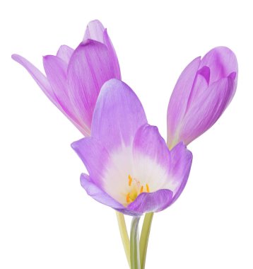 Beyaz üzerine üç açık leylak çiçeği grubu