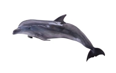 dark grey isolated dolphin clipart
