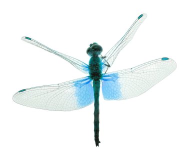 mavi yusufçuk beyaz izole