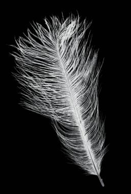 beyaz devekuşu tüyü siyah izole