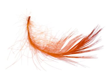 Kırmızı tüylü tüy beyazda izole edilmiş.