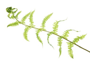 bahar eğrelti otu ışık beyaz yaprakları