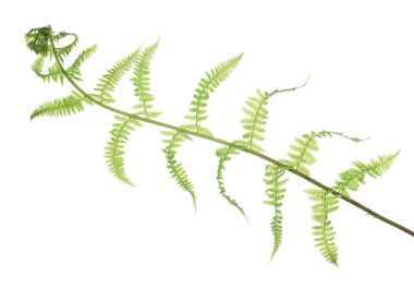 izole bahar yeşil eğrelti otu ışık yaprakları