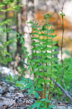 ormanda yeşil Fern Bush