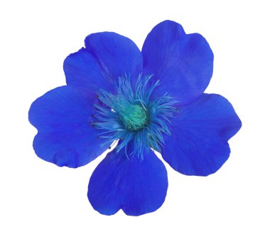 Parlak mavi çiçek beyazda izole edilmiş.