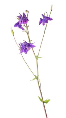 ıssız koyu leylak bahçesi çiçeği