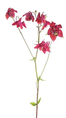 Yedi çiçekli koyu kırmızı bahçe çiçeği.