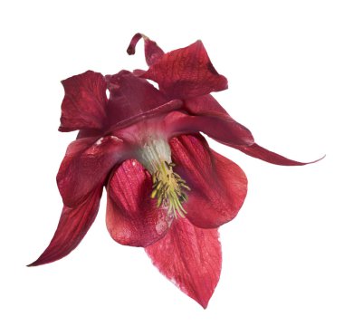 Beyaz üzerine koyu kırmızı bir çiçek.