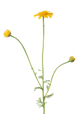 beyaz izole bahçe altın çiçek