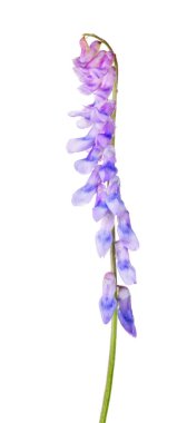 mavi ve leylak kır çiçeği beyaz izole