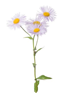 dört çiçekli leylak küçük bahçe çiçeği