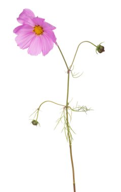 iki tomurcuklu bahçe pembe çiçeği