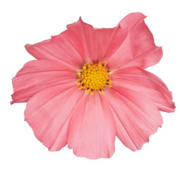 Beyaz üzerine tek kırmızı çiçek