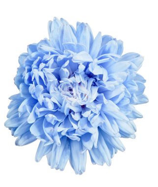Mavi paskalya çiçeği beyazda yalıtılmış.