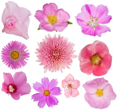 10 pembe çiçek demeti beyaz renkte izole edilmiş.
