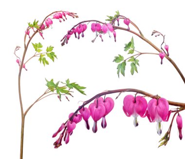 ıssız bir bahçe. Pembe küçük çiçekli üç dal.