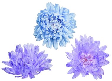 Beyaz üzerine izole edilmiş üç aster çiçeği