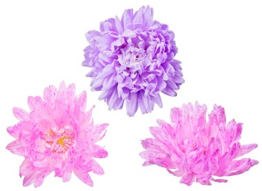 Beyaz üzerinde üç tane Tay çiçeği