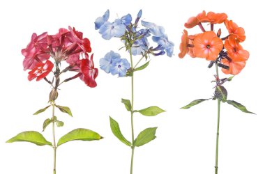 Beyaz üzerine üç fenox çiçek grubu