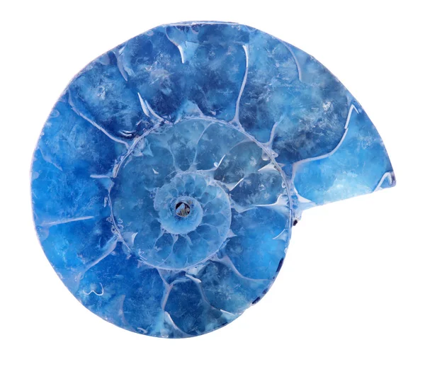 Blue ammonite spiral isolated on white — Zdjęcie stockowe