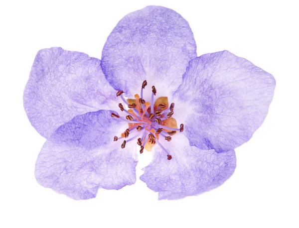 Lilac apple tree single flower — Stock Photo, Image