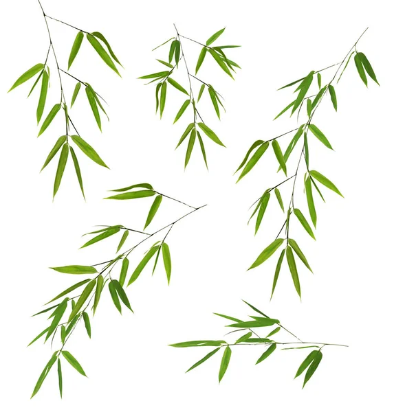 Fem gröna bambu grenar isolerade på vitt — Stockfoto