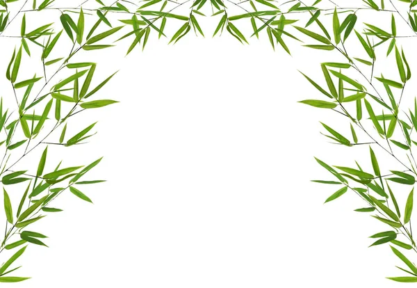 Half frame van groene bamboe takken op wit — Stockfoto