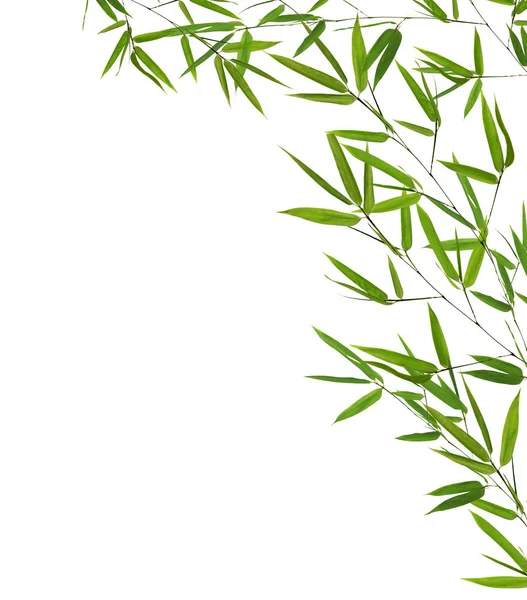 Ecke aus grünen Bambuszweigen isoliert auf weiß — Stockfoto